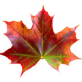 Maple leaf