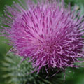 Thistle